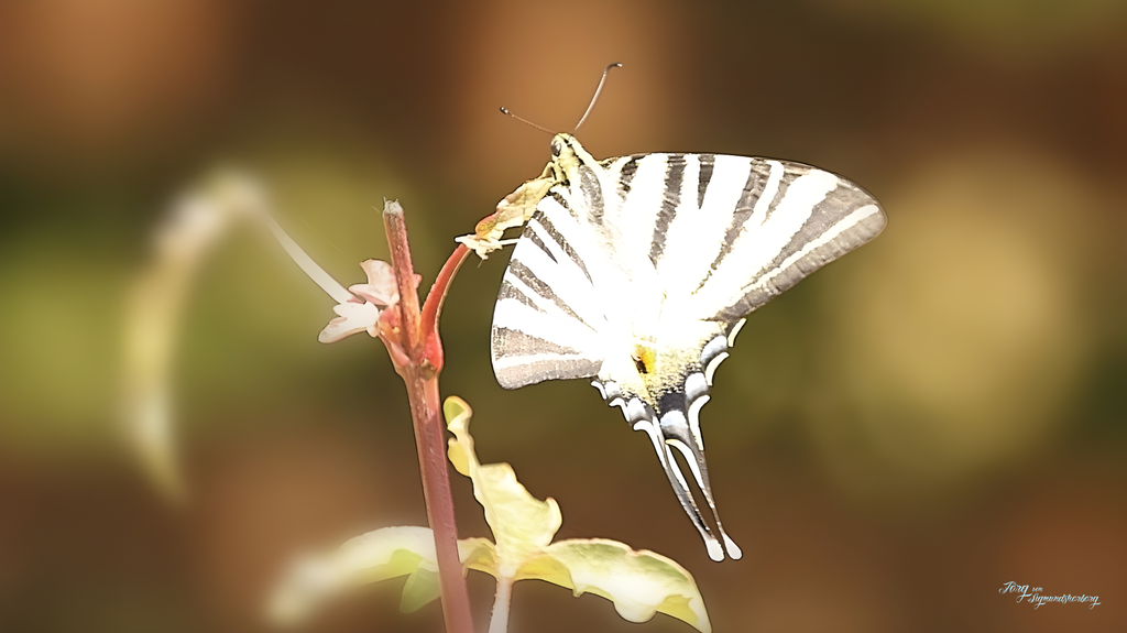 enjoy the sun | digital signiert