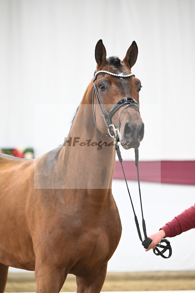 Kat-Nr. 116 Fusionist x Brentano II_Frederik Vekens_47253872 | hf-fotografie - Realisiert mit Pictrs.com