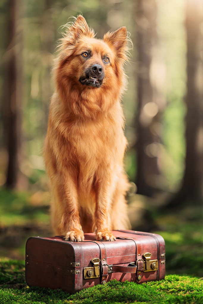 Nickbest-Hundefotografie Bremen wald 3 | Dein Hund! Dein Moment! Deine Erinnerungen! Hundefotografie in Bremen Blumenthal. Ich fange die besonderen Momente deines Vierbeiners ein – ob Indoor mit Blitzanlage oder in der freien Natur. Sicher dir dein Moment und dein Termin für eure Erinnerungen.