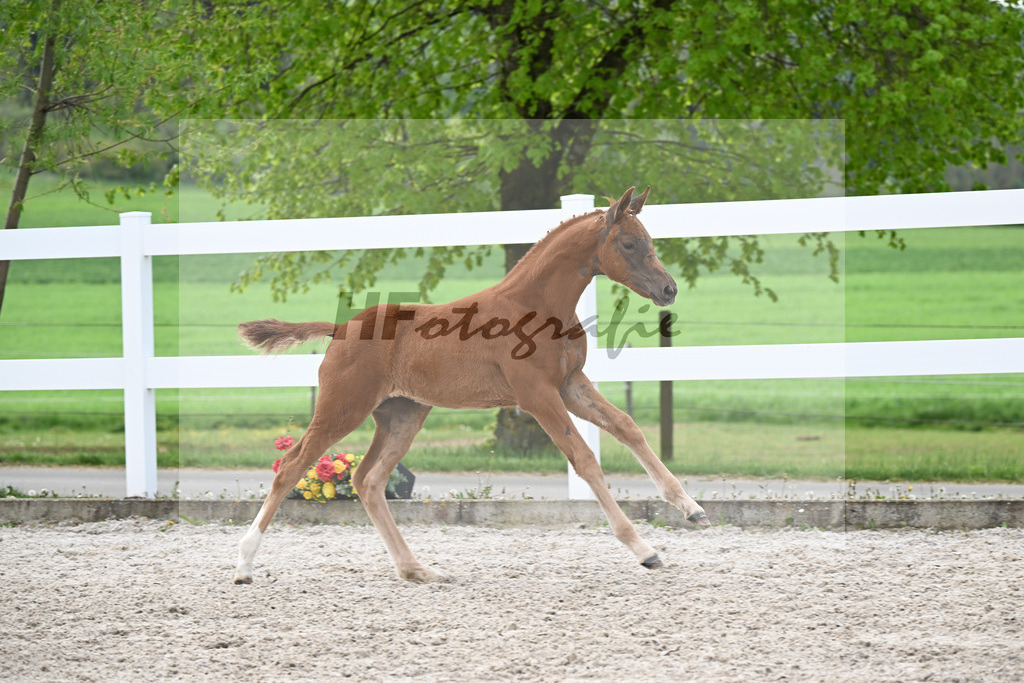 Kat-Nr. 4 SF Va Bene x Dancier_Juerges_23260115 | hf-fotografie - Realisiert mit Pictrs.com