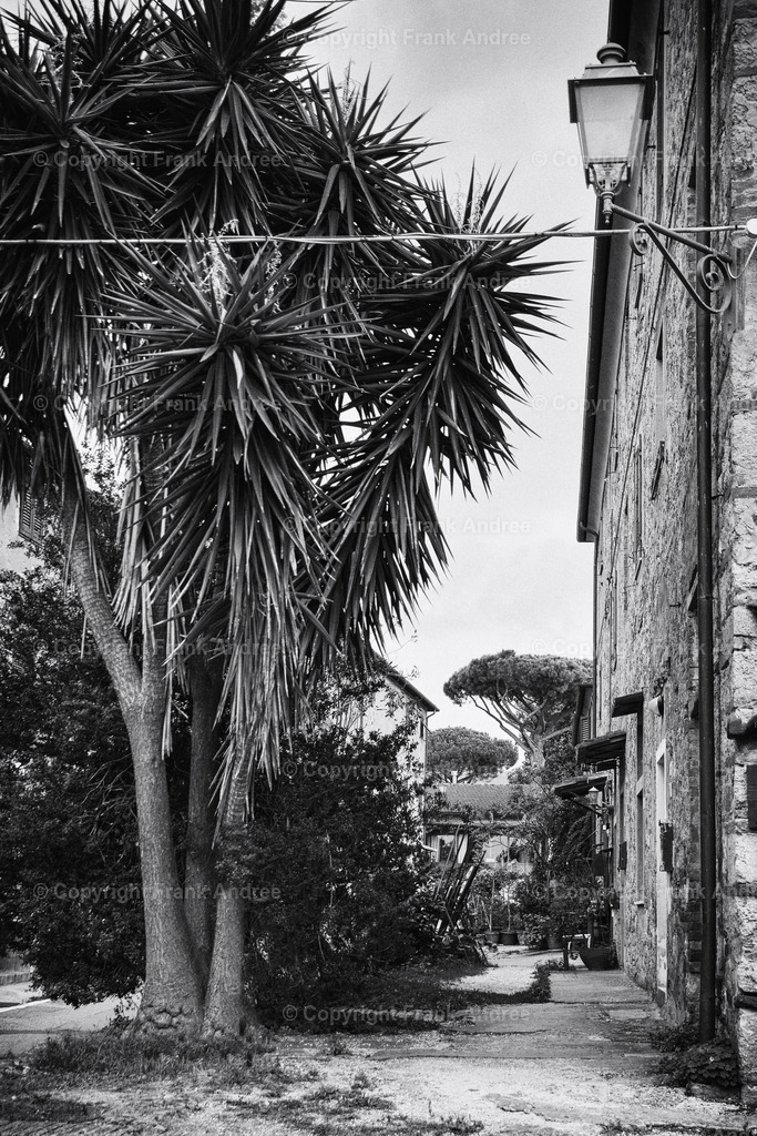 Altstadt von Bolgheri Toskana | Schwarz weiß Fotografie der Altstadt Bolgheri in der Toskana. Neben einem alten Haus mit Straßenlaterne steht eine große Palme. Im Hintergrund ragen Pinien in den Himmel. - Realisiert mit Pictrs.com