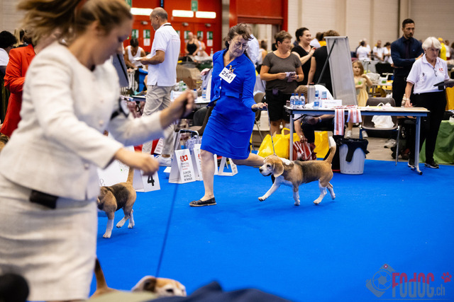 World Dog Show Donnerstag | World Dog Show 2023 Donnerstag im Palexpo in Genf 24.08.2023 Foto: Leo Wyden