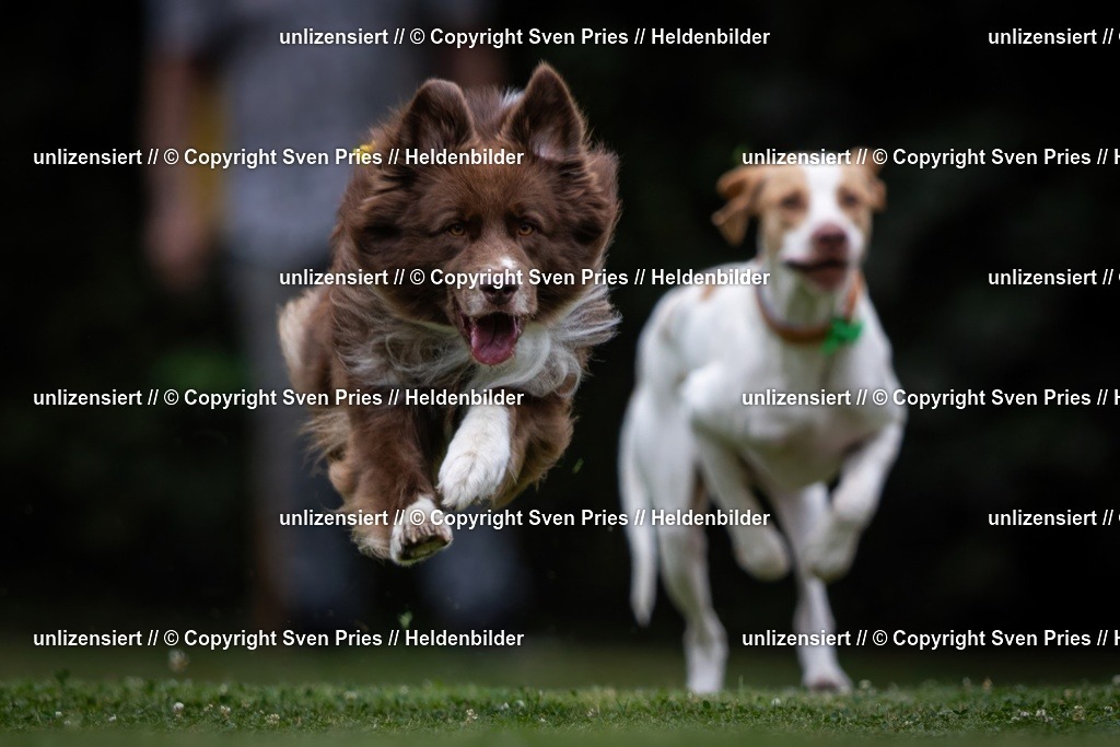 Sven Pries | 19. Allgemeines Hunderennen Karlsruhe Durlach - Realisiert mit Pictrs.com