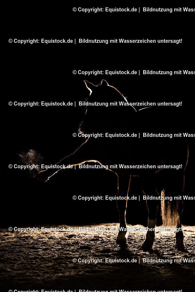 20150105_PonyGegenlicht_0003 | equistock