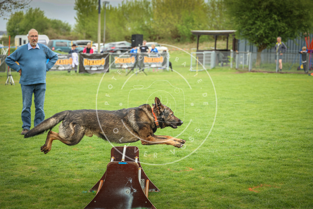 Pfotenfotografie_0L8A9708 | Hundefotografie, Tierfotograf, Pfotenfotografie, Fotoshooting Hund, Hunde Portrait, Hundesport, Hundeportraits, Heideshooting, Hunde, Sportfotograf, Hundefotograf, Turnierhundsport, THS,  - Realisiert mit Pictrs.com