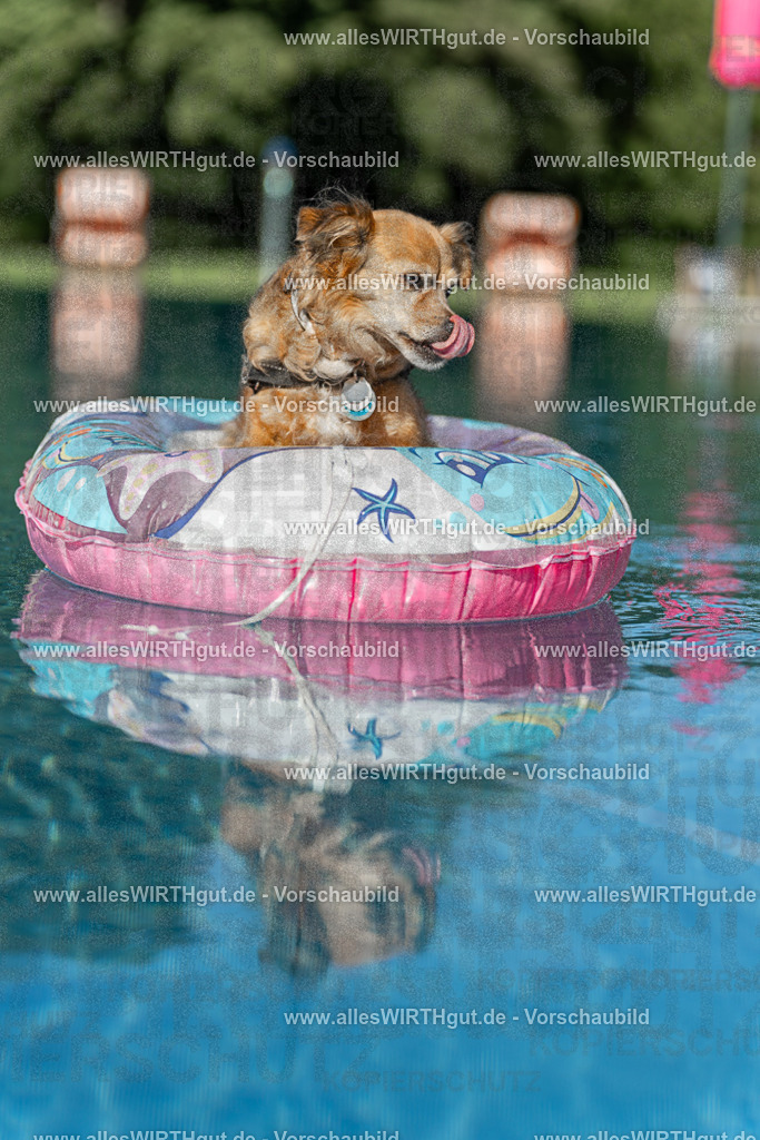 Hundeschwimmen_Volksbad_2026-allesWIRTHgut_Tierfotografie-2609061048-095839-7R509215 | Professionelle Tierfotografie in Mönchengladbach von Daniel Wirth (allesWIRTHgut). Liebevolle & natürliche Bilder von Hunden & Katzen für unvergessliche Erinnerungen.