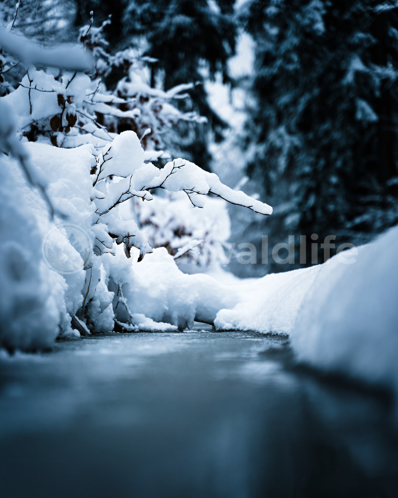 Winterruhe | Schneebedeckte Zweige ragen über einen kleinen, zugefrorenen Bach im winterlichen Wald - Realisiert mit Pictrs.com