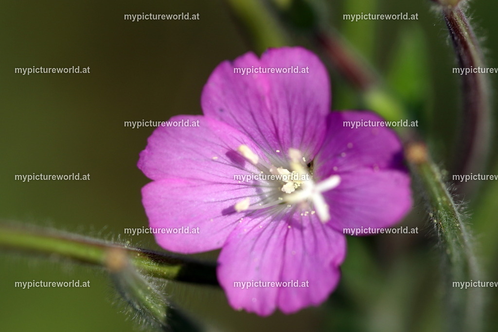 Zottiges Weidenröschen-004 | Das Bilderarchiv über Tiere, Planzen und Landschaften. In der Bilddatenbank finden Sie ein große Auswahl an hochwertigen Bilder für Ihre Werbung - Realisiert mit Pictrs.com