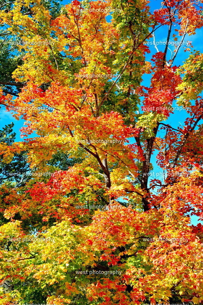 An other Tree in Canada 1 - CAN 2022 | west photography - Realisiert mit Pictrs.com