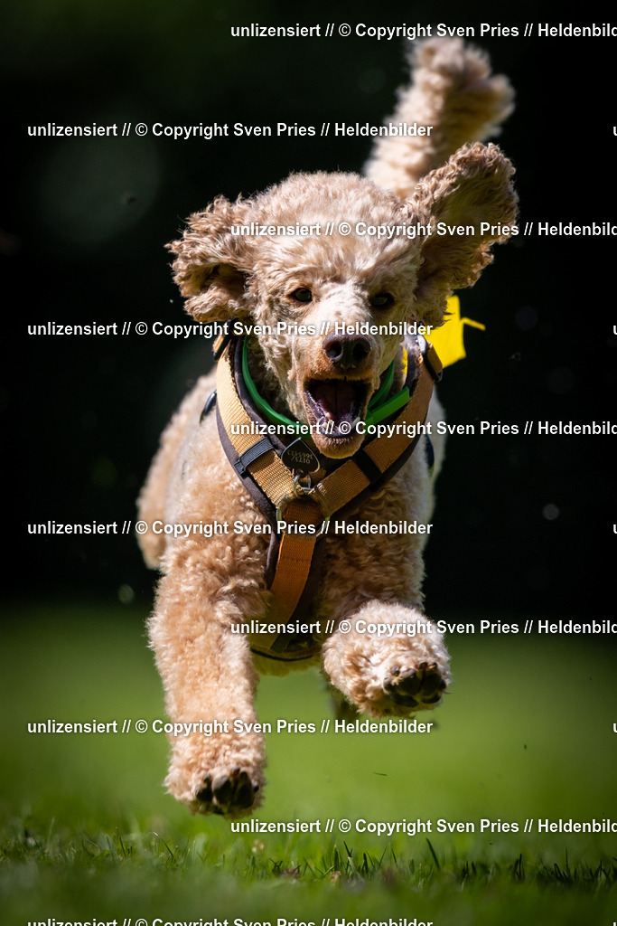 Sven Pries | 2025-08-10 - Hunderennen Durlach - Realisiert mit Pictrs.com