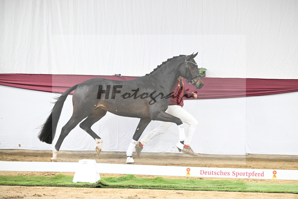 Kat-Nr. 14 Feliciano x Quaterback_Martina Breitner-Roetzer_47250258 | hf-fotografie - Realizzato con Pictrs.com