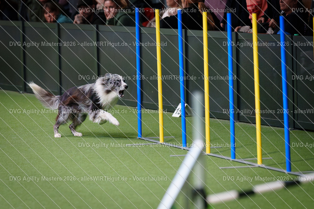 allesWIRTHgut_Tierfotografie-DVG_Agility_Masters_2026-09_39-7R502326 | Professionelle Tierfotografie in Mönchengladbach von Daniel Wirth (allesWIRTHgut). Liebevolle & natürliche Bilder von Hunden & Katzen für unvergessliche Erinnerungen.