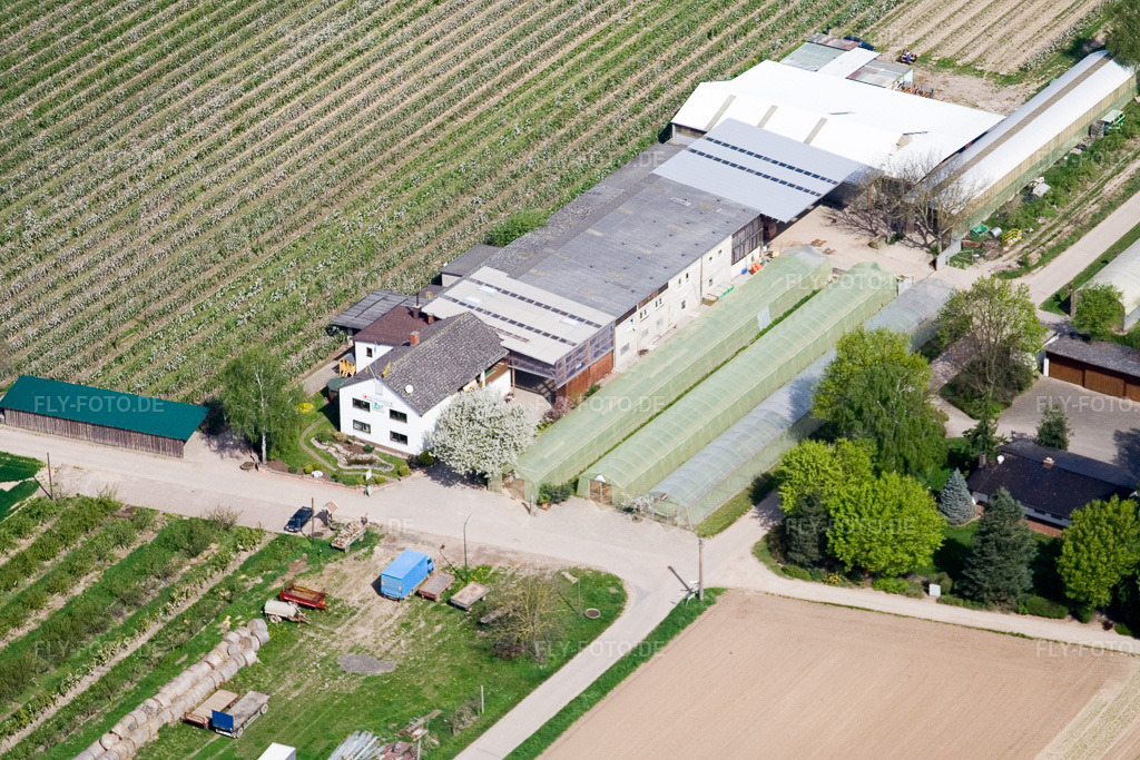 Luftbild: Gehöft eines Obst- und Spargelhofes Zapf Hofmarkt in Kandel im Bundesland Rheinland-Pfalz in Deutschland. Foto: IMG_10569.jpg vom 27.04.2008 durch Werner Riehm/FLY-FOTO.de