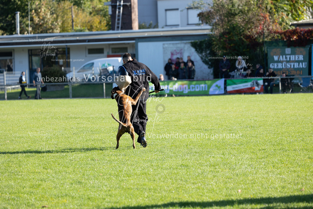 _16A5012 | Einzigartige Fotos von Hunden & Menschen –Actionfotos, Portraits, Vereinsaufnahmen & Paarshootings – authentisch, lebendig & mit Herz.
