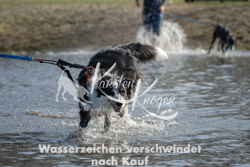 1244_ZZ91830 | kk-dogfotos