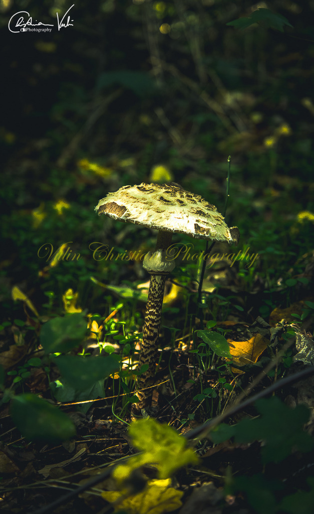 WD 7 | Christian Vulin  - Realisiert mit Pictrs.com