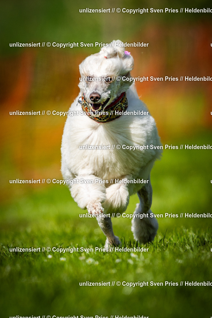 Sven Pries | 2025-04-13 - Hunderennen Baden-Baden - Realisiert mit Pictrs.com