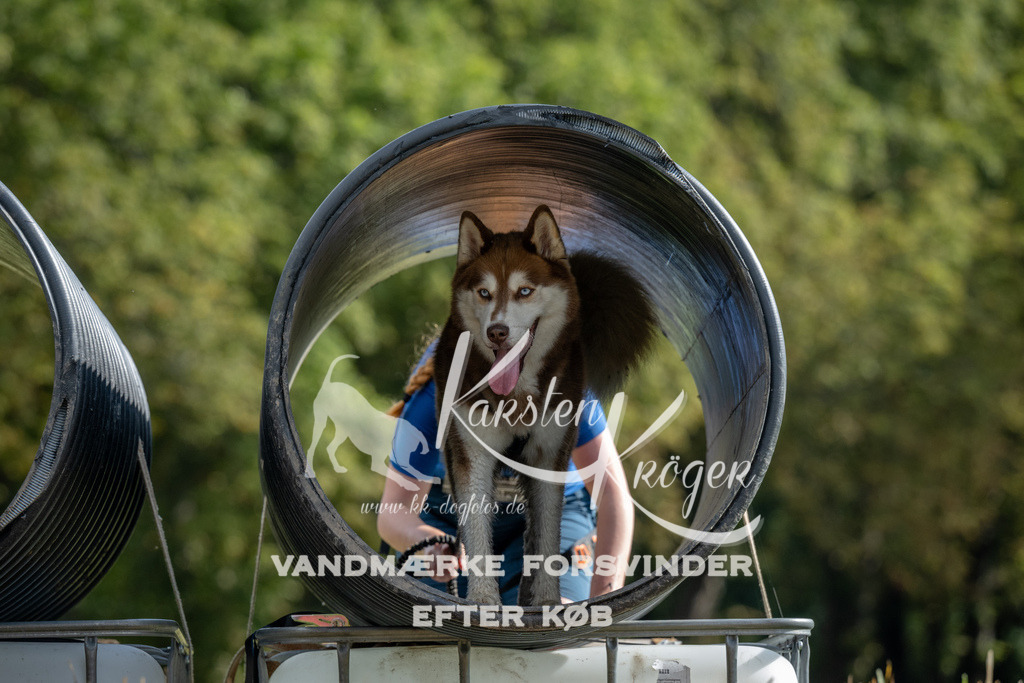 1017_ZZ91712 | kk-dogfotos