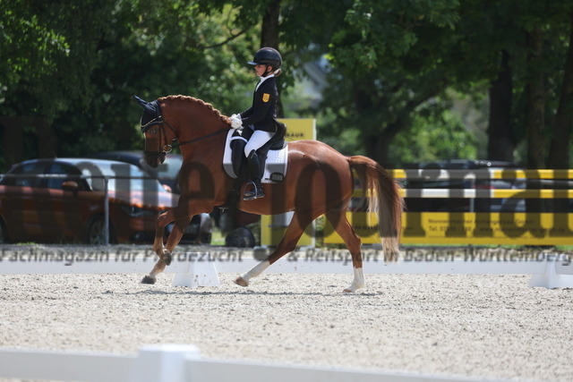 Rot am See_2024_Prfg.Nr.21_Quali_BCH_5-jähr.Ponys_Mary-Ann Hollenbach_Dein Traum | Alle Fotos der Reiterjournal Fotografin Doris Matthaes im Reiterjournal Online-Fotoshop. - Realisiert mit Pictrs.com