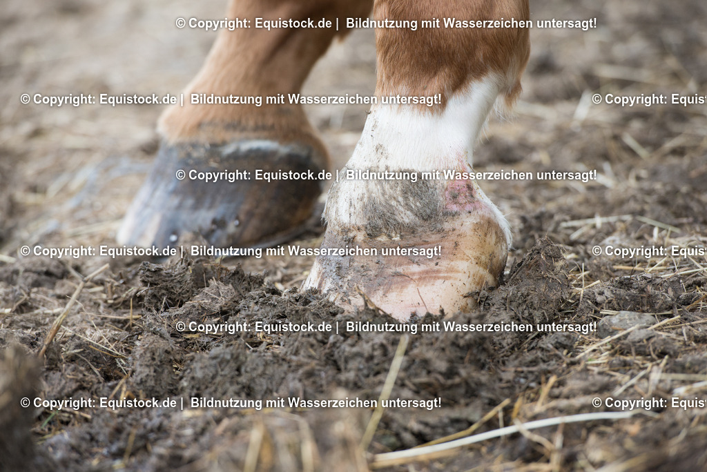 20160626_Hufe_im_Matsch_0003 | Foto: Thomas Hartig