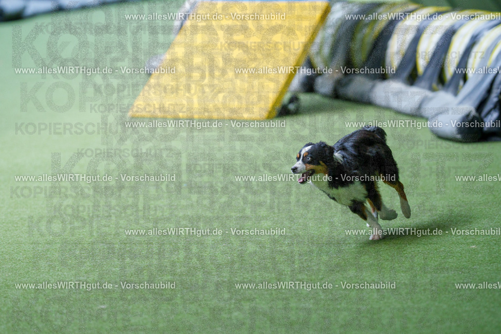 @allesWIRTHgut_Tierfotografie - www.allesWIRTHgut.de - 2604251249-7R502900 | Professionelle Tierfotografie in Mönchengladbach von Daniel Wirth (allesWIRTHgut). Liebevolle & natürliche Bilder von Hunden & Katzen für unvergessliche Erinnerungen.