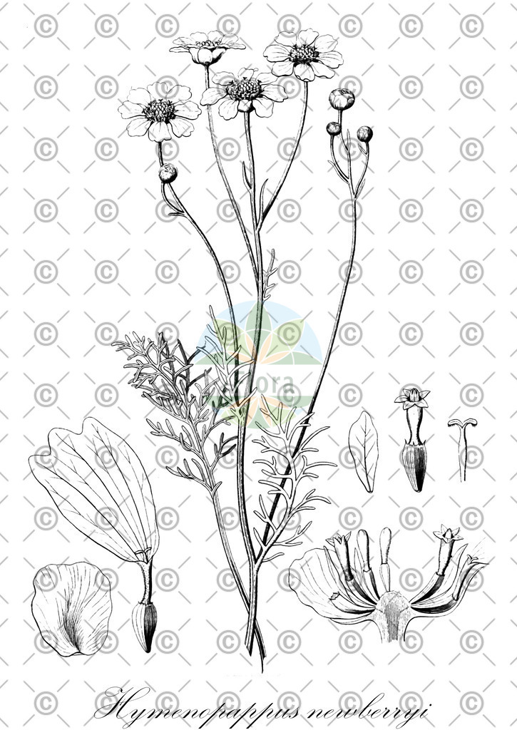HistAbb_wfo-0001209191_1_ENZY_Simple | Historische Abbildung von Hymenopappus newberryi - Asteraceae | Historical Illustration of Hymenopappus newberryi - Asteraceae