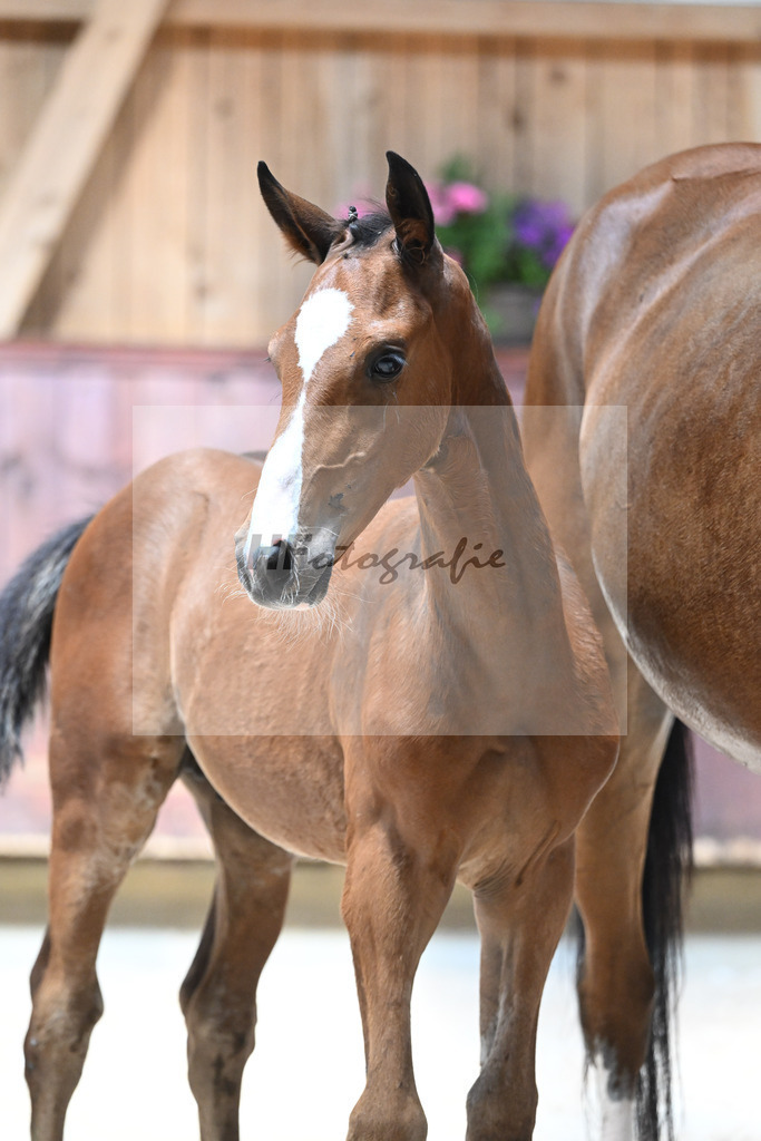 Kat-Nr. 20 HF Cullinan du Borget B x Vivant v d Heffinck_Gindhart_32240136 | hf-fotografie - Realisiert mit Pictrs.com