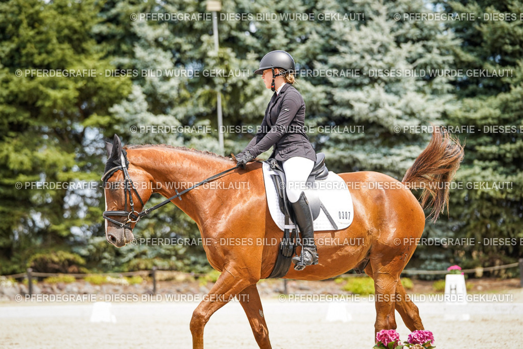 DSC03837 | Pferdegrafie