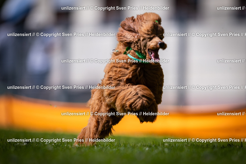 Sven Pries | 2025-08-10 - Hunderennen Durlach - Realisiert mit Pictrs.com