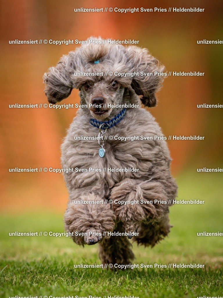 Sven Pries | 2024-09-22 - Hunderennen Baden-BadenPudelverein - Realisiert mit Pictrs.com