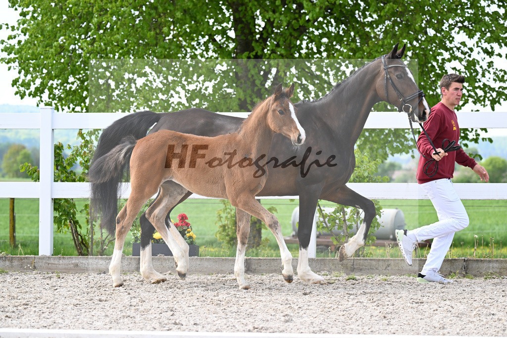 Zirocco Blue x Caretino_SF_ZG Schaefer u Weber_8250097 | hf-fotografie - Realisiert mit Pictrs.com