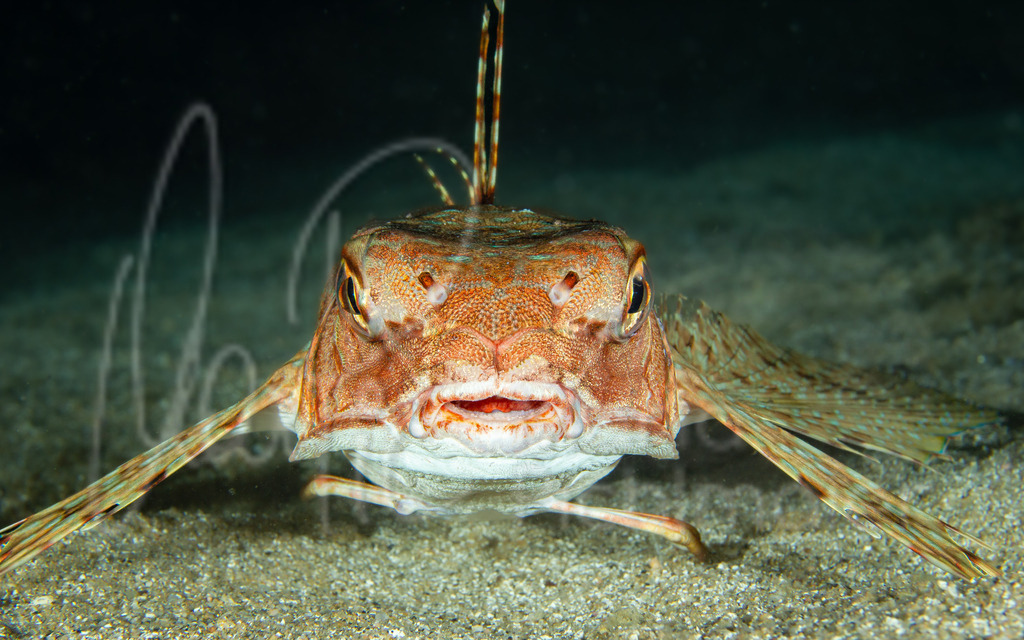 Dactylopterus volitans | Flughahn / Cast: Chicharra, golondrina, alón ; Eng: Flying gurnard; Fr: Grondin volant - Realisiert mit Pictrs.com