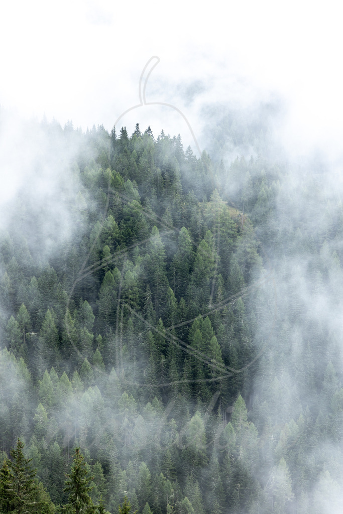 Nebelwald | Ihre Fotografin im Lungau, ihre Fotografin im Mostviertel, Wandbilder Onlineshop, Imagefotos für Ihr Unternehmen,  - Realisiert mit Pictrs.com