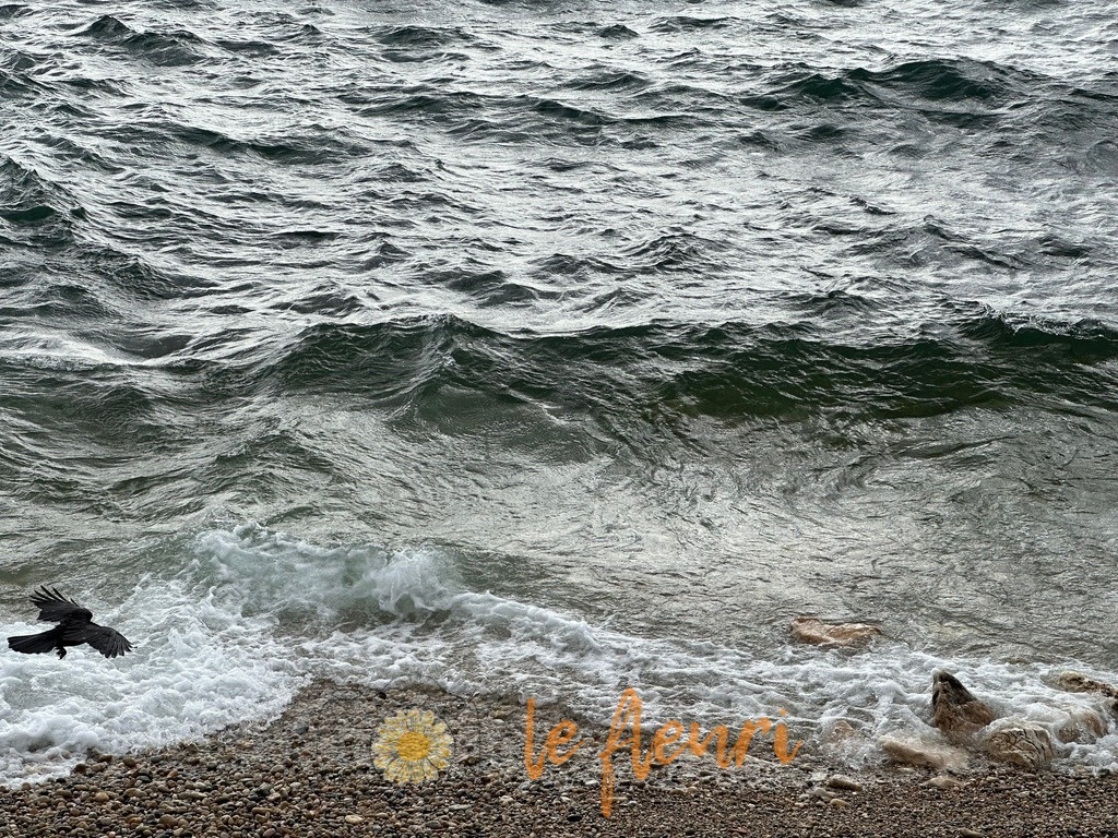 114D9094-071D-4AF9-AB2F-EE35ED33EE60 | Dies ist der Shop von Florian Blum - le fleuri. Langenthal, Bern, SchweizSie können hier meine oder ihre eigenen Fotos als Fotoprodukte kaufen. Tassen, Schlüsselanhänger, Taschen etc. können Sie hier gestalten.  - Realisiert mit Pictrs.com