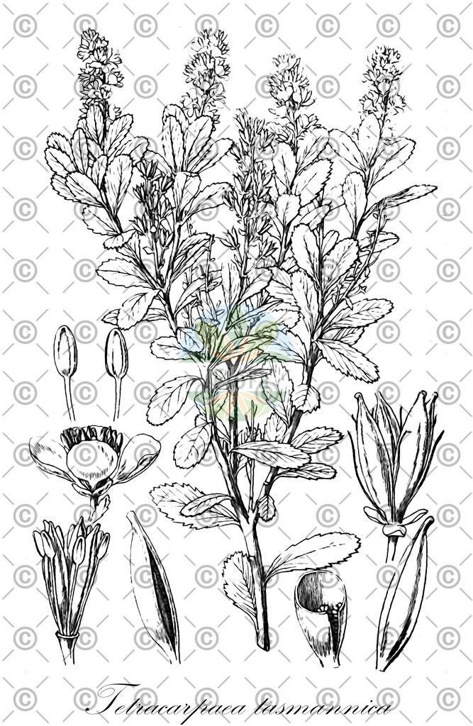 HistAbb_wfo-0001045885_1_ENZY_Simple | Historische Abbildung von Tetracarpaea tasmannica - Tetracarpaeaceae | Historical Illustration of Tetracarpaea tasmannica - Tetracarpaeaceae