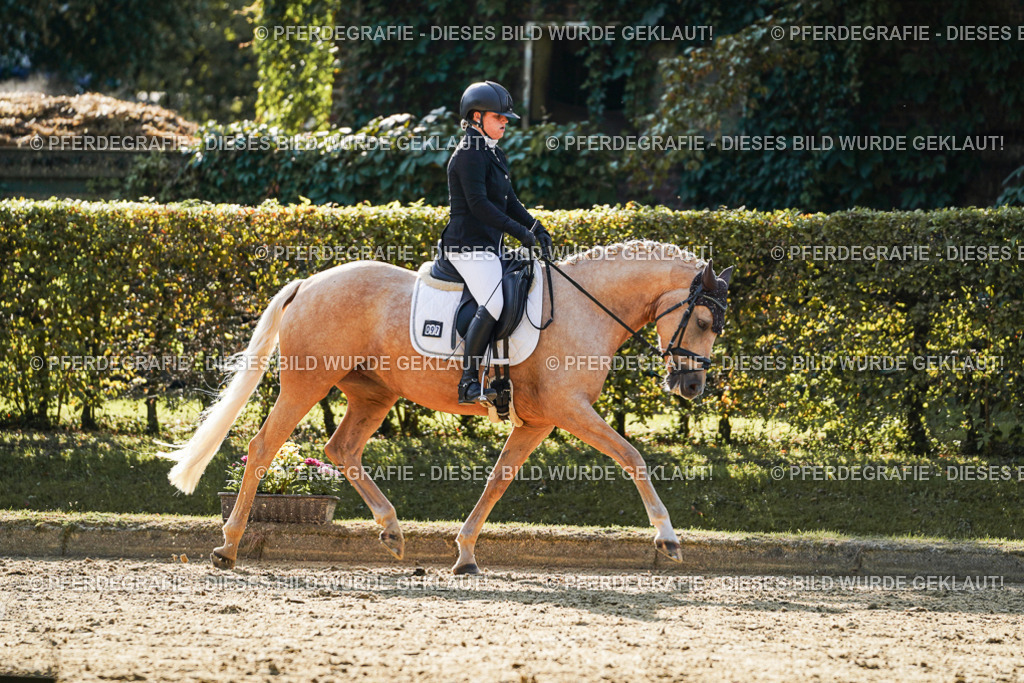 DSC05915 | Pferdegrafie