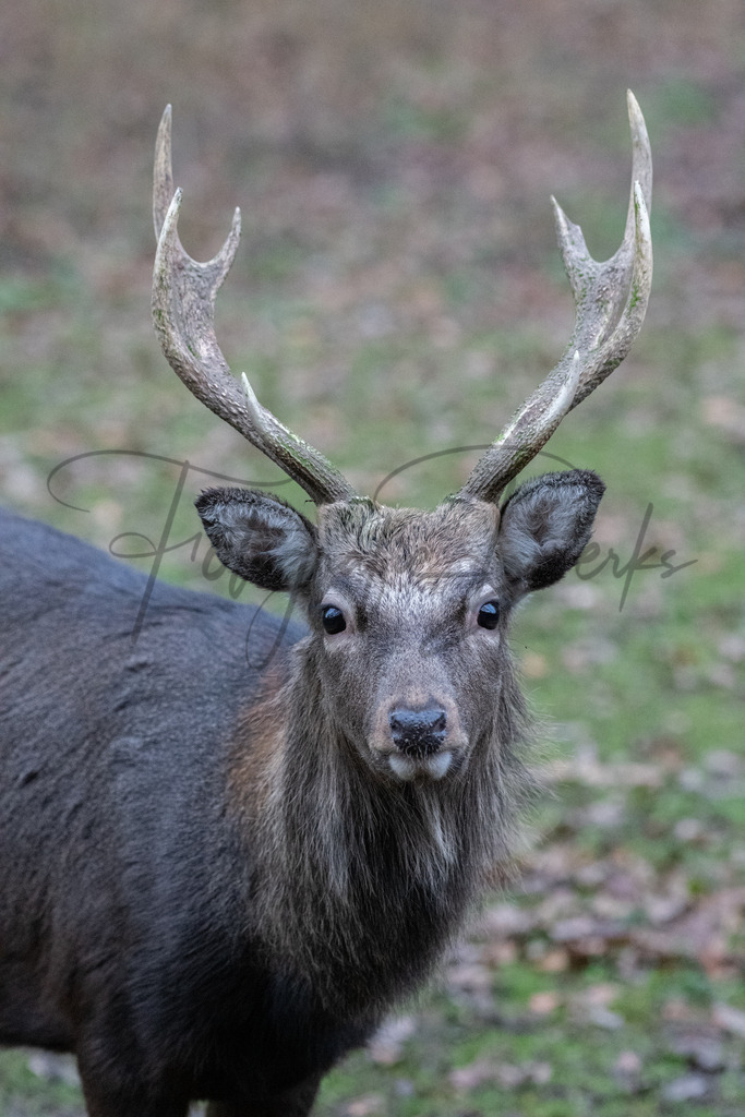 tiere-1-13 | fotografie-derks - Realisiert mit Pictrs.com