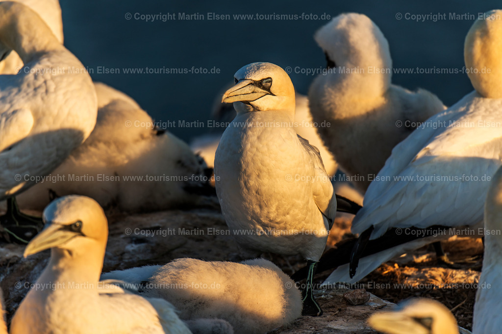 Helgoland Bastölpel_ELS_2457030818 | Helgoland - Aufnahmedatum: 31.07.2018, Aufnahmehöhe:  m, Koordinaten:  - , Bildgröße: 7710 x  5140 Pixel - Copyright 2018 by Martin Elsen, Kontakt: Tel.: +49 157 74581206, E-Mail: info@schoenes-foto.deSchlagwörter:Schleswig-Holstein,Landkreis Pinneberg,Düne,Hochseeinsel,Börteboote,Meer,Küste,Halunder,Oberland,Unterland,Strand,Seehunde,Robben,Lange Anna,Felsen,Roter Felsen,Luftbild,Luftbilder,Bastölpel - Realisiert mit Pictrs.com