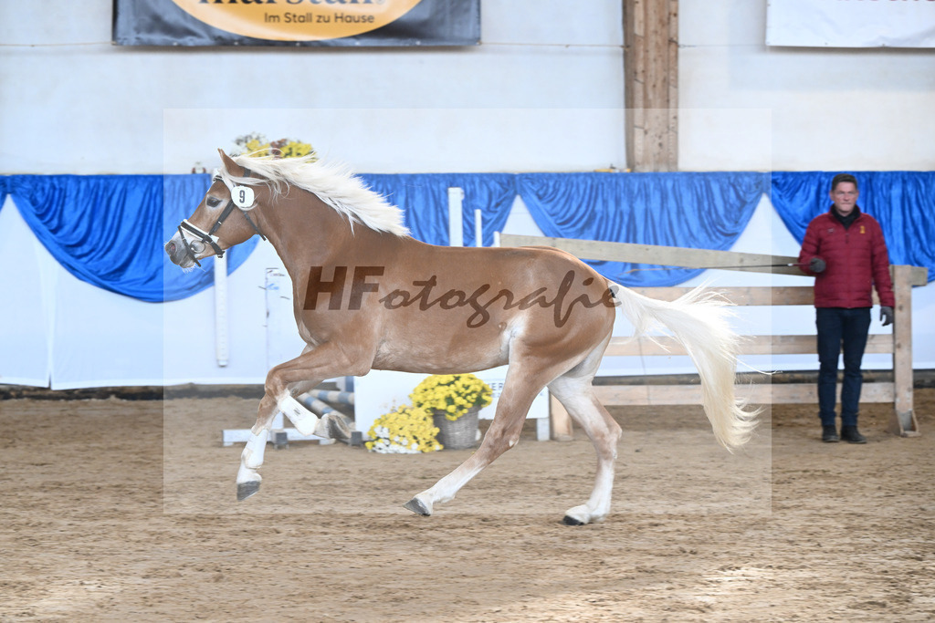 Kat-Nr. 9 nn v. Novastar_Heistinger_48250166 | hf-fotografie - Realisiert mit Pictrs.com