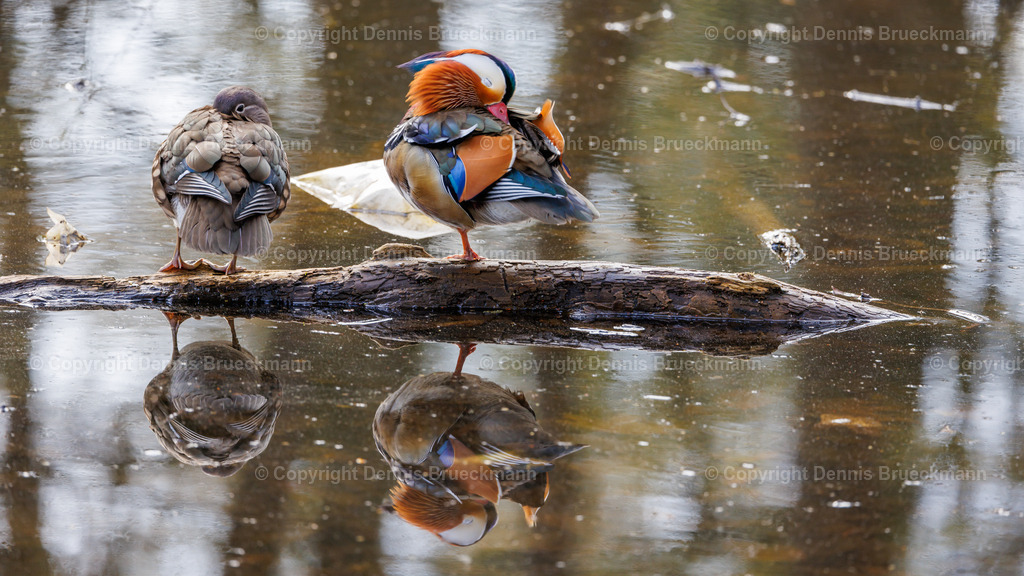 Mandarin Ente | Dennis-Brueckmann-Fotografie - Realisiert mit Pictrs.com