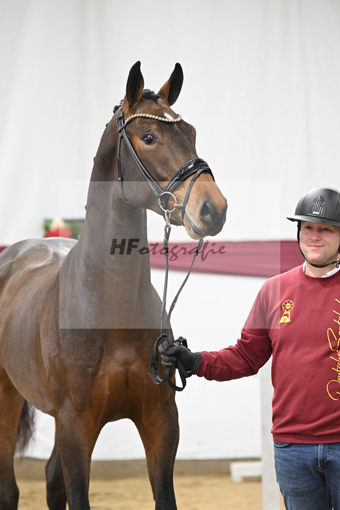 Kat-Nr. 79 Donthargos x Zacharov TN (Zippo)_Georg Wilbers Hengststation Ferienhof Stuecker_47252743 | hf-fotografie - Realisiert mit Pictrs.com