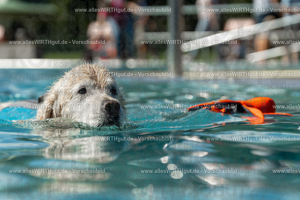 Hundeschwimmen_Volksbad_2026-allesWIRTHgut_Tierfotografie-2609061305-121549-7R500491 | Professionelle Tierfotografie in Mönchengladbach von Daniel Wirth (allesWIRTHgut). Liebevolle & natürliche Bilder von Hunden & Katzen für unvergessliche Erinnerungen.