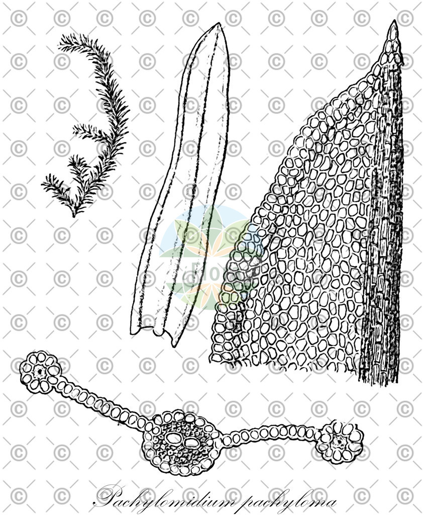 HistAbb_wfo-0000262078_1_ENZY_Simple | Historische Abbildung von Pachylomidium pachyloma - Pottiaceae | Historical Illustration of Pachylomidium pachyloma - Pottiaceae