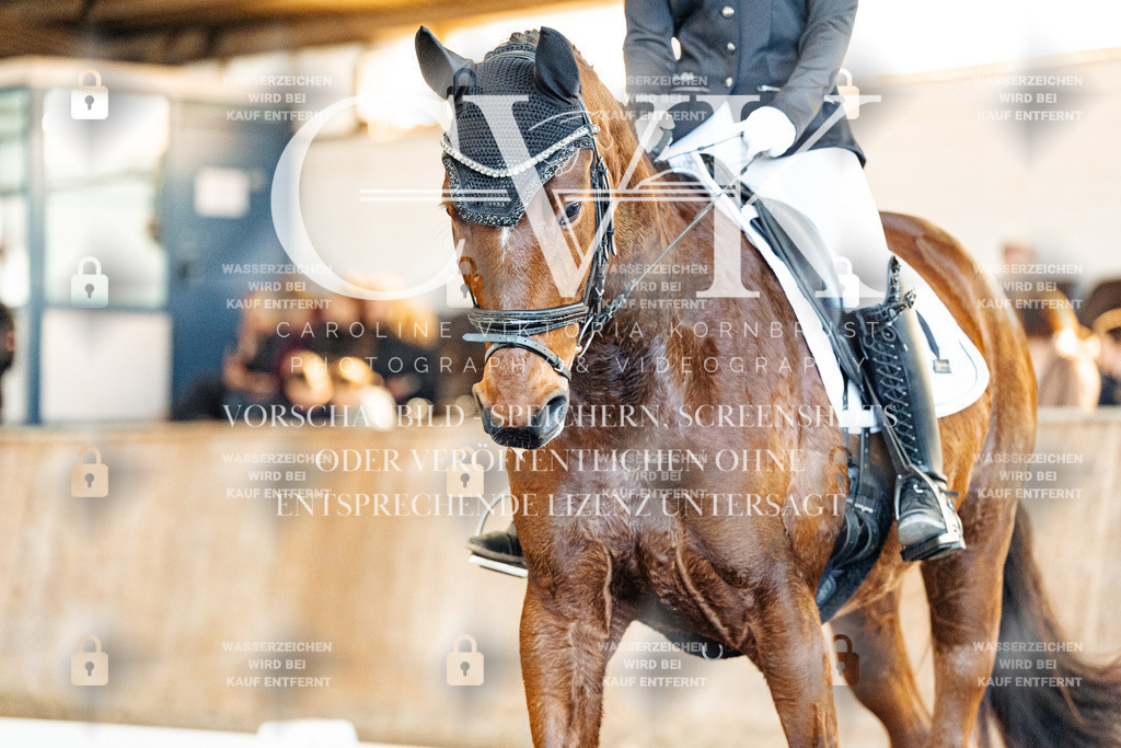 CK909242 | Turnierfotografie Pferdefotografie Trier Rheinland-Pfalz Pferdesport Reitsport Tierfotografie Sportfotografie Pferdevideo Pferdevideografie Equestrianvideography equestrianphotography  - Realisiert mit Pictrs.com