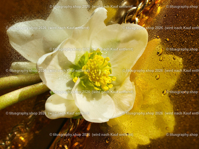 titusgraphy_P2244330-vz-ln | titusgraphy-shop: Geschenkideen mit Qualitätsfotos. titusgraphy-shop: gift ideas with quality photos. titusgraphy-shop: idées cadeaux avec photos de qualité.  - Realisiert mit Pictrs.com