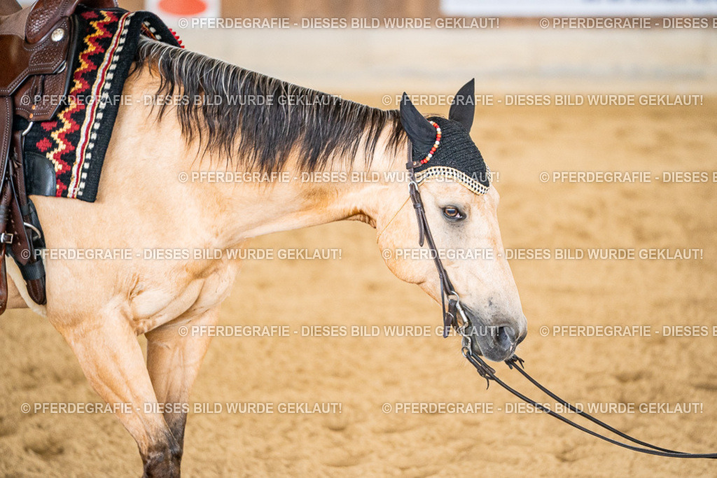 DSC01926 | Pferdegrafie