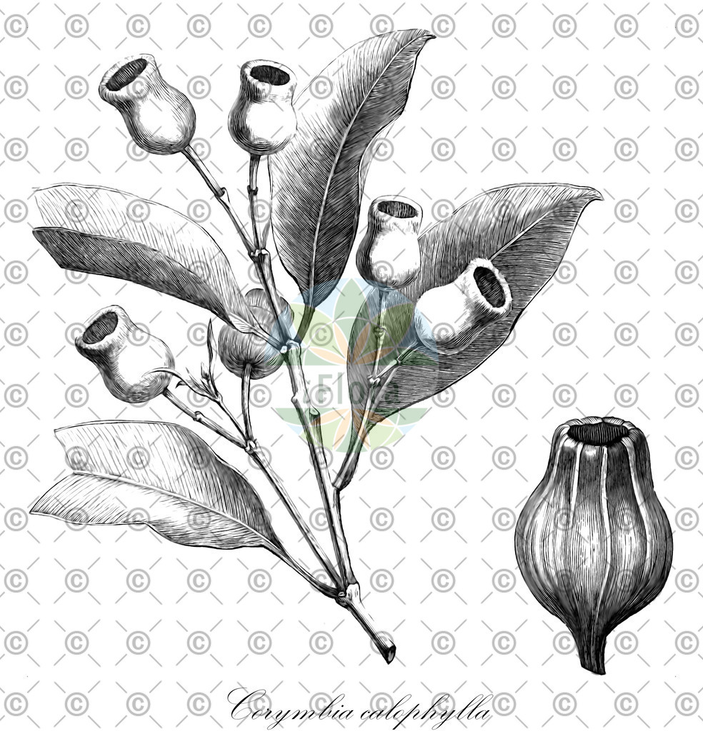 HistAbb_wfo-0000052842_1_ENZY_Simple | Historische Abbildung von Corymbia calophylla - Myrtaceae | Historical Illustration of Corymbia calophylla - Myrtaceae