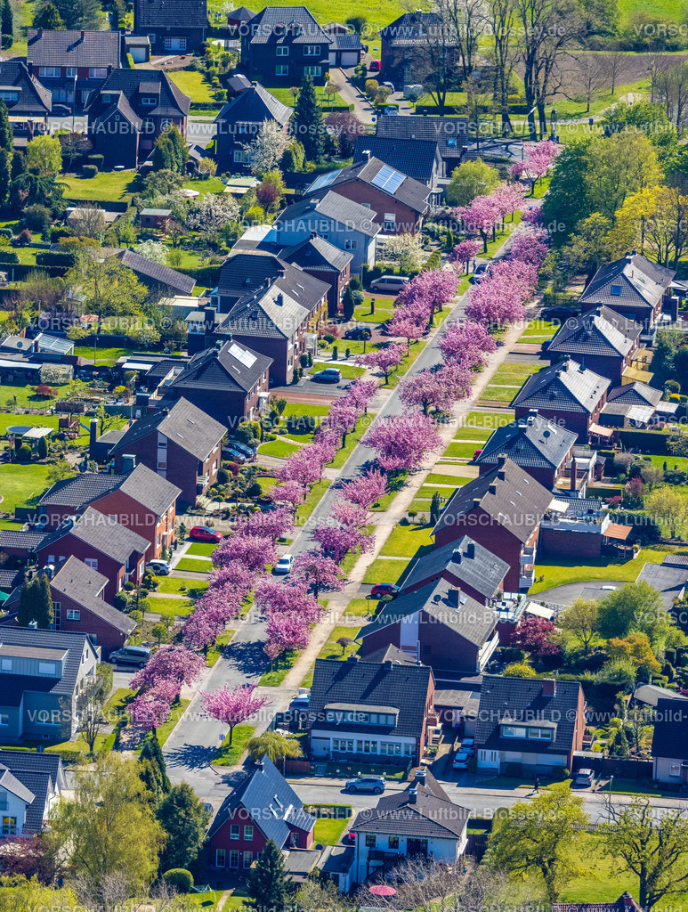 Hamm220403860Kirschbluete | Luftbild, Im Moment die schönste Straße Hamms: Luftbild der Carl-Goerdeler-Straße in Bockum-Hövel mit den blühenden Kirschbäumen, Hamm, Ruhrgebiet, Nordrhein-Westfalen, Deutschland