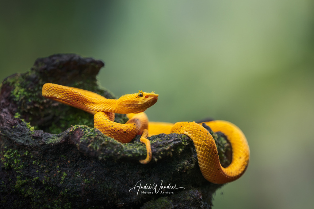 Goldene Falle | Andre Wandrei - Nature Artworx - Realisiert mit Pictrs.com