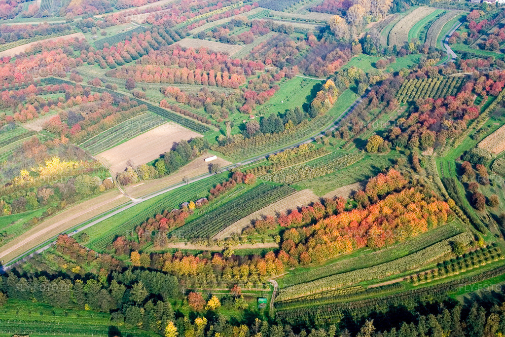 Luftbild: Baumreihen im Herbstlaub einer Zwetschgen-Plantage in Renchen im Bundesland Baden-Württemberg in Deutschland. Foto: IMG_13932.jpg vom 11.10.2008 durch Werner Riehm/FLY-FOTO.de